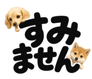 847664875