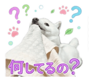 847703843