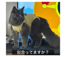 847705066