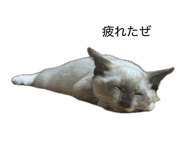 847738733