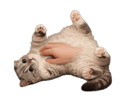 847782833