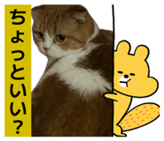 847963731