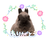 847965204