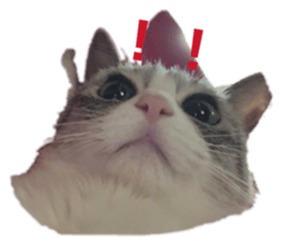 847968482