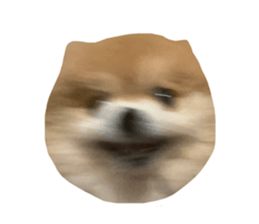 848007313