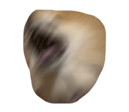 848007315