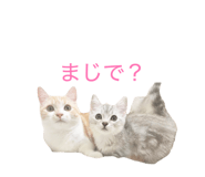 848018562