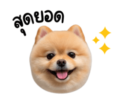 848051977