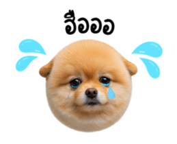 848051981