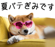 848153557