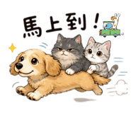 848220916