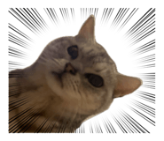 848260619