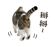 848388784