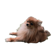 848515068