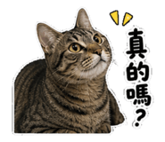 848563007