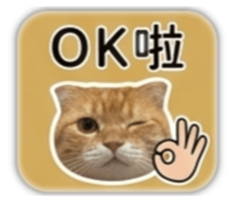 848567004
