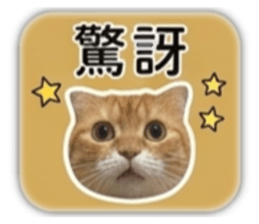 848567007