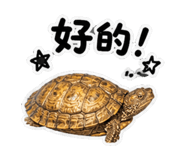 848628385