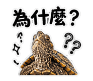 848628403