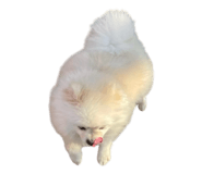 848786861