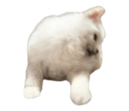 848786871