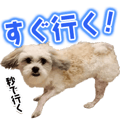 848800032
