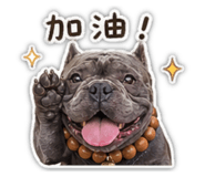 848868113
