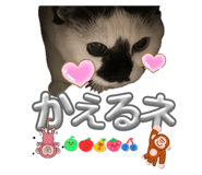848872243
