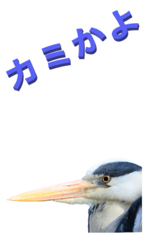 848966646
