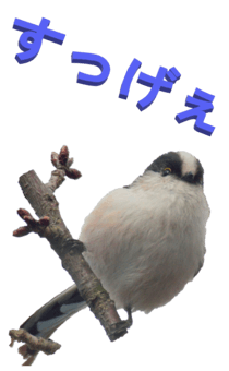 848966664
