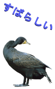 848966666