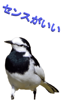 848966667