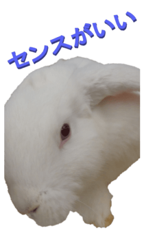848966955