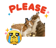 848973844