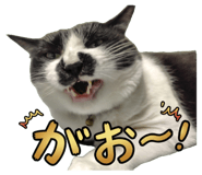 848984355