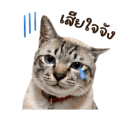 849238557