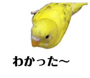 849333768