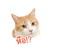 849387212