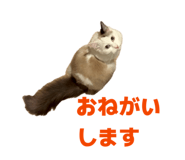 849423621