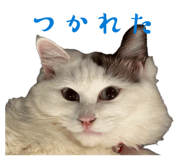 849423654
