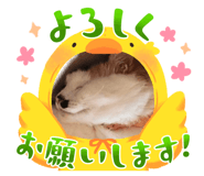 849446408