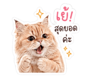 849507534