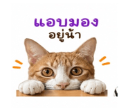 849525322