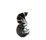 849551732