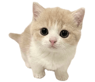 849554196