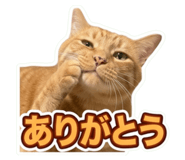 849590394