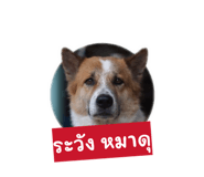 849724775