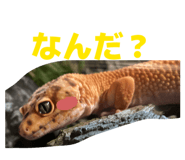 849788644
