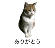 849788681