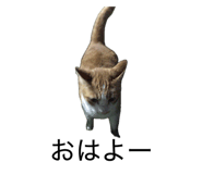 849788685